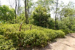 Clidemia hirta